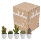 Kaktusmix (Cactaceae) i hvid potte – Ø6 cm, 40 cm høj
