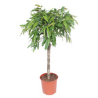 Ficus Amstel King – Ø30 cm, 130 cm hoch