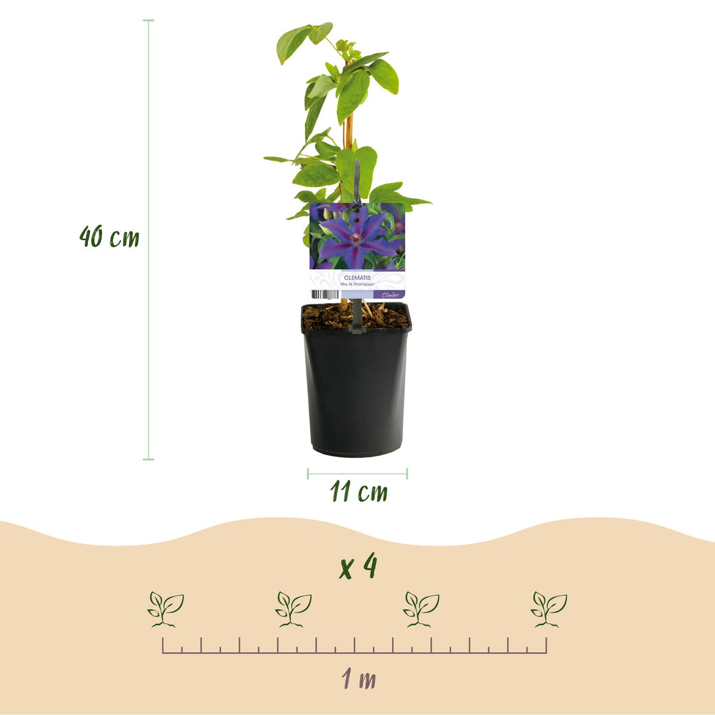 Clematis 'Mrs. N. Thompson' (clematis) – pink – 2 plants, Ø11 cm, 40 cm high – photo 3