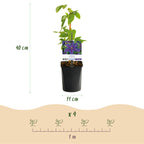 Clematis 'Mrs. N. Thompson' (clematis) – pink – 2 plants, Ø11 cm, 40 cm high