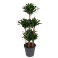 Dracaena Compacta Carrousel (drakenboom) – Ø31 cm, 130 cm hoog