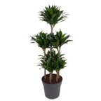 Dracaena Compacta Carrousel (drakenboom) – Ø31 cm, 130 cm hoog