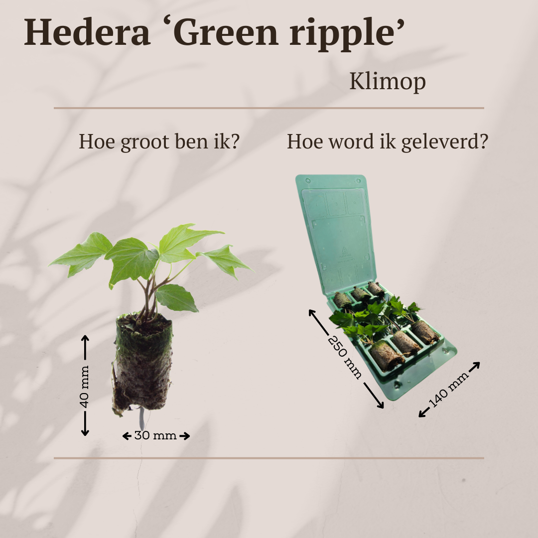Hedera 'Green Ripple' (klimop) – foto 4