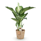 Dieffenbachia met mand – Ø21 cm, 90–100 cm hoog