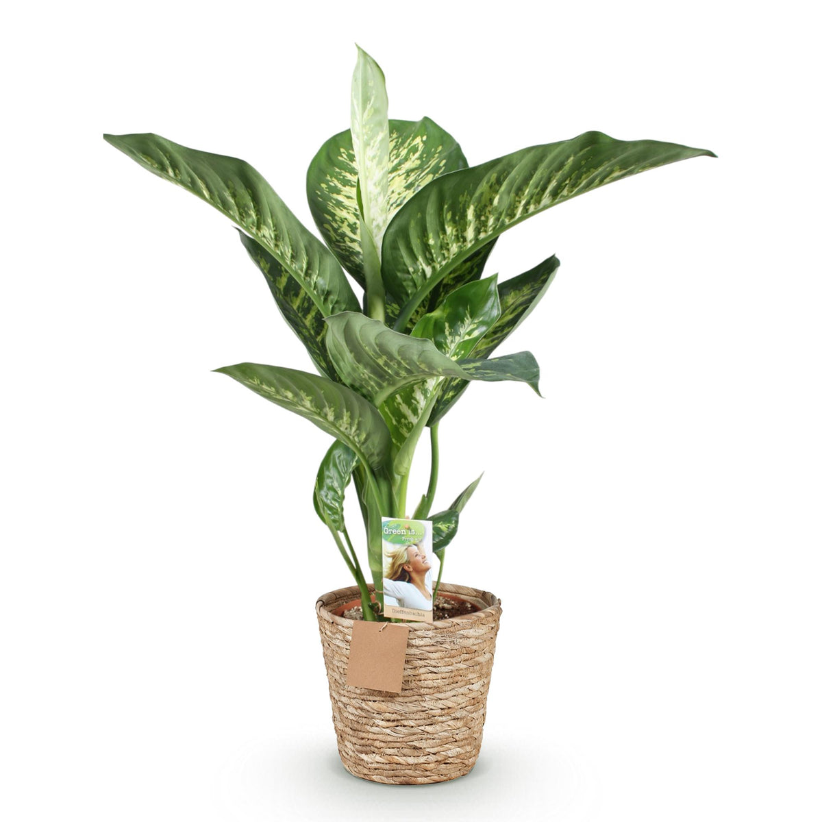Dieffenbachia met mand – Ø21 cm, 90–100 cm hoog