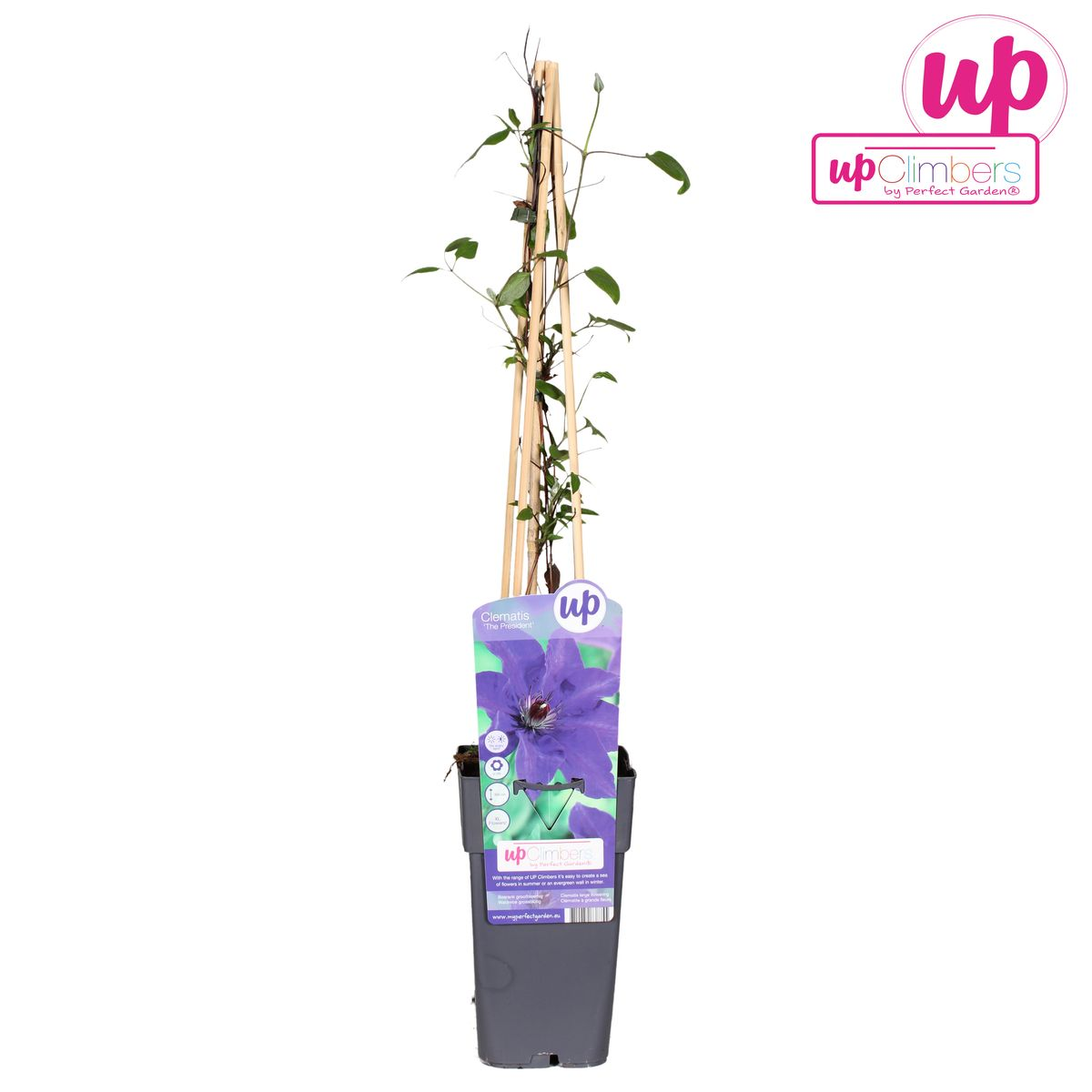 Clematis 'The President' (bosrank) – Ø15 cm, 65 cm hoog
