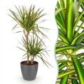 Dracaena Sunray (arbre dragon) dans pot décoratif Potter gris – Ø21 cm, 90–100 cm de haut