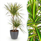 Dracaena Sunray (arbre dragon) dans pot décoratif Potter gris – Ø21 cm, 90–100 cm de haut