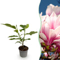 Magnolia soulangeana – rosa – Ø12 cm, 30 cm høj