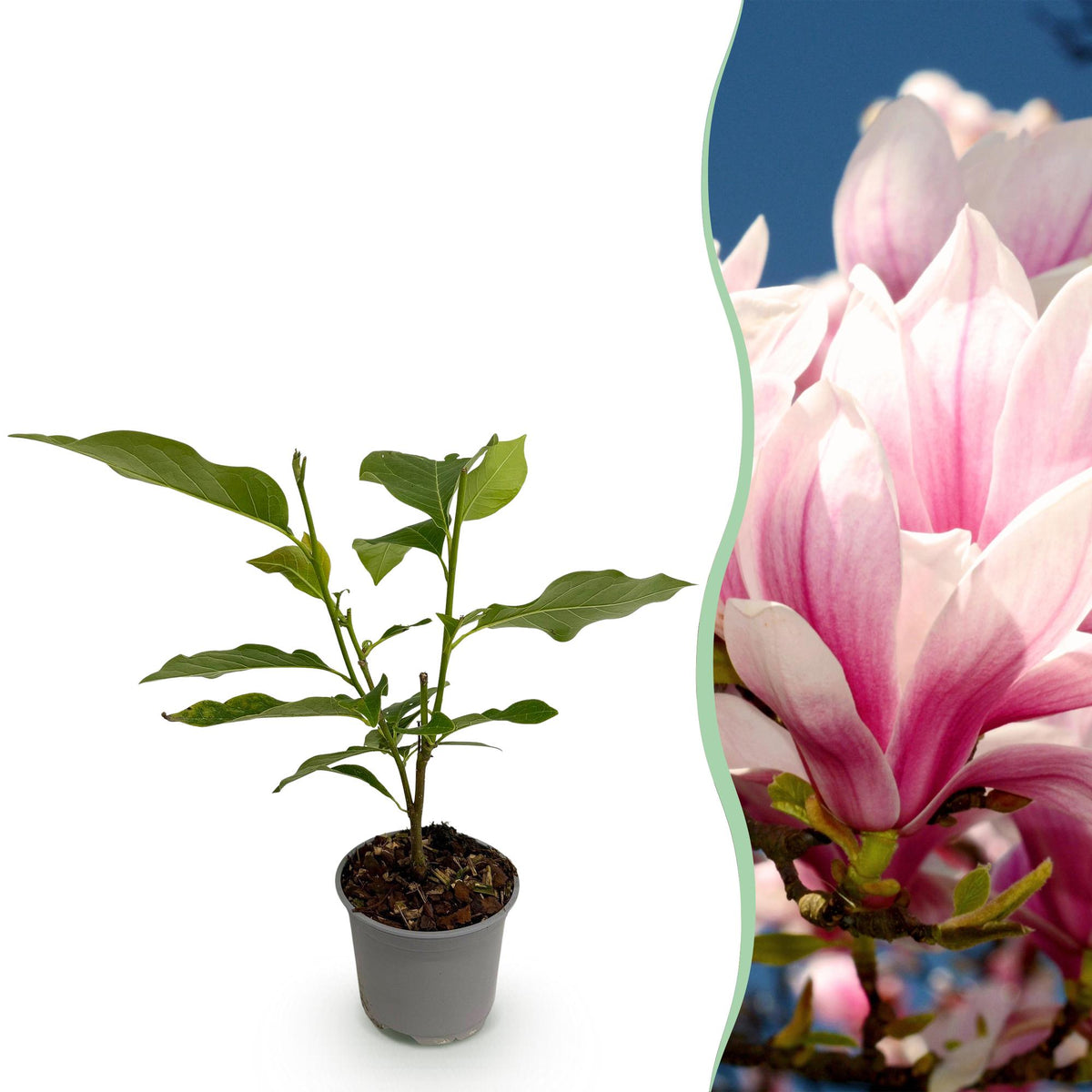 Magnolia soulangeana – rosa – Ø12 cm, 30 cm høj