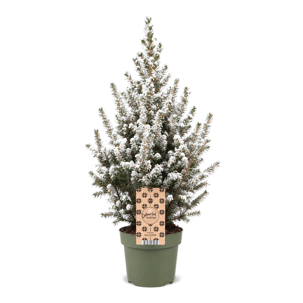 Picea glauca Conica (grantræ) – Ø17 cm, 65 cm høj – hvid