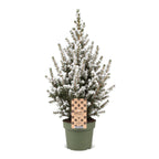 Picea glauca Conica (grantræ) – Ø17 cm, 65 cm høj – hvid