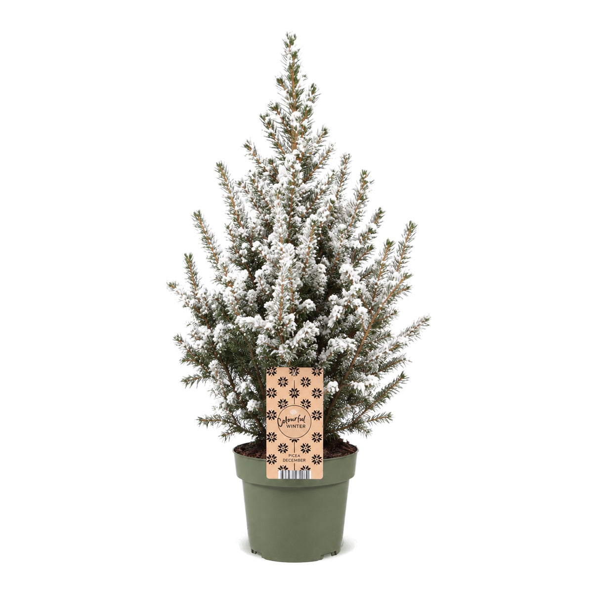 Picea glauca Conica (grantræ) – Ø17 cm, 65 cm høj – hvid