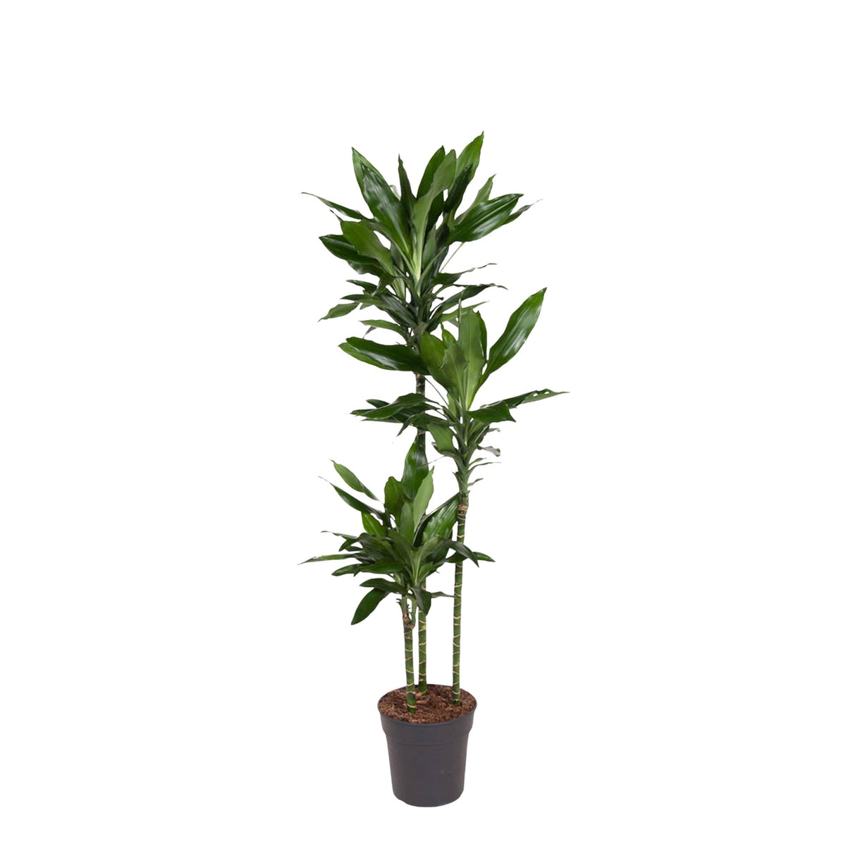 Dracaena Janet Lind (drakenboom) – Ø24 cm, 160 cm hoog