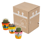 3× Koglekaktus mix (Cactaceae) – Ø9 cm, 16 cm høj