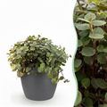 Callisia repens im grauen Tontopf – Ø 12 cm, 17–20 cm hoch