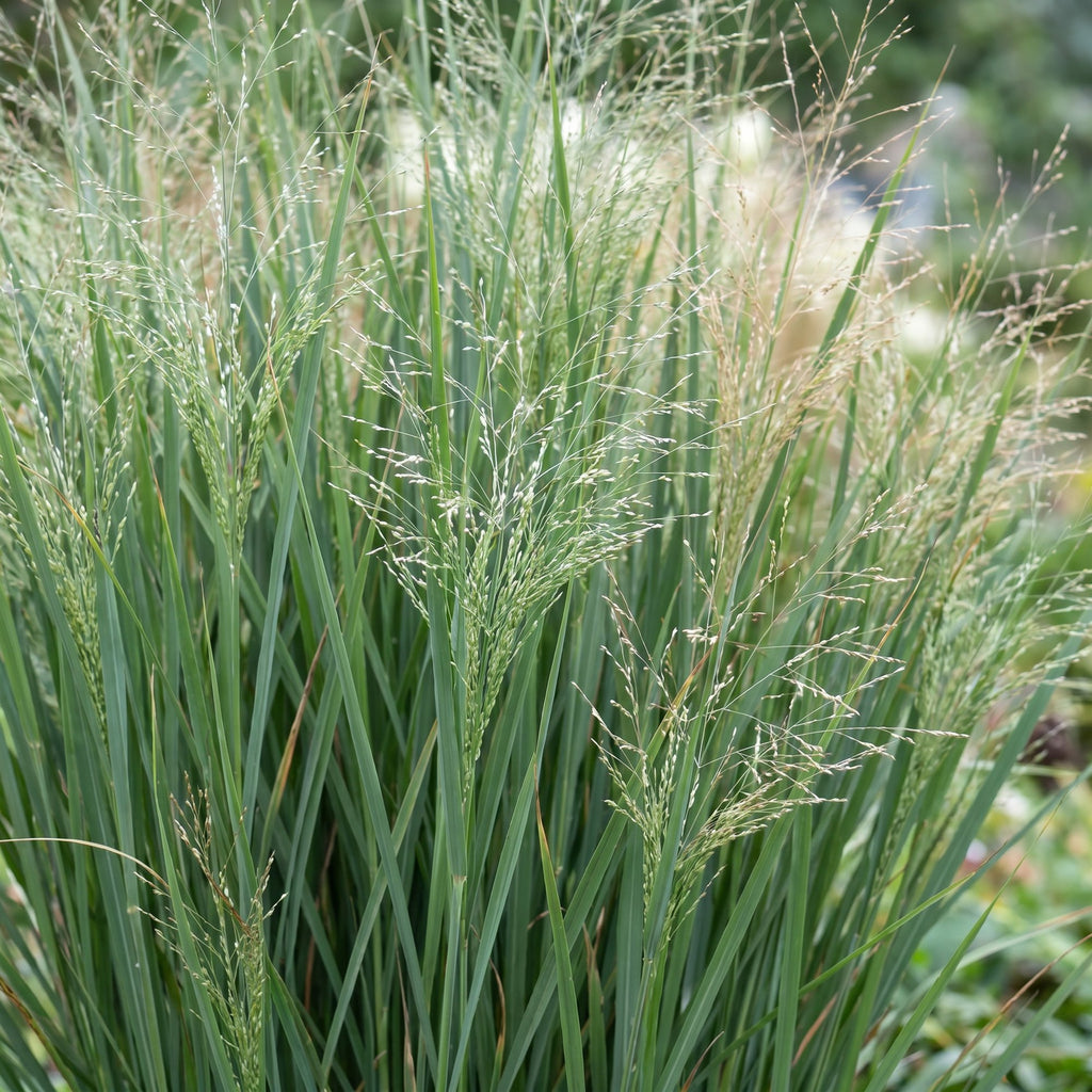 Panicum virg. 'Northwind' (herbe à éléphant) – 24 plants, Ø11 cm, 15–25 cm de haut – photo 5