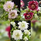 Helleborus orientalis 'Double Tricolour' (Christrose) – rosa – 3 Pflanzen, Ø 14 cm, 35 cm hoch