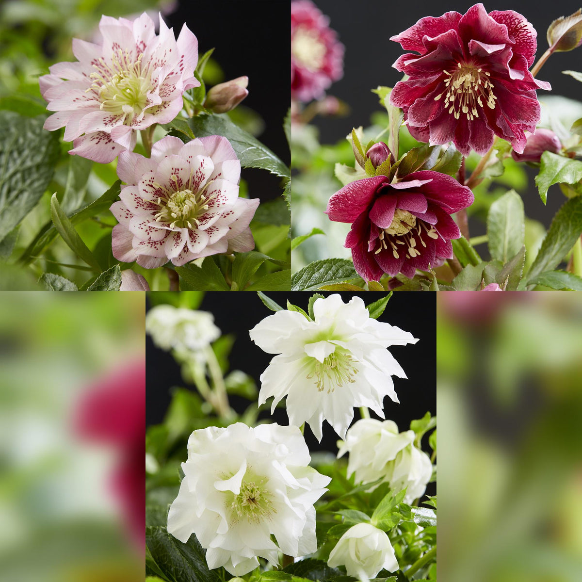 Helleborus orientalis 'Double Tricolour' (Christrose) – rosa – 3 Pflanzen, Ø 14 cm, 35 cm hoch