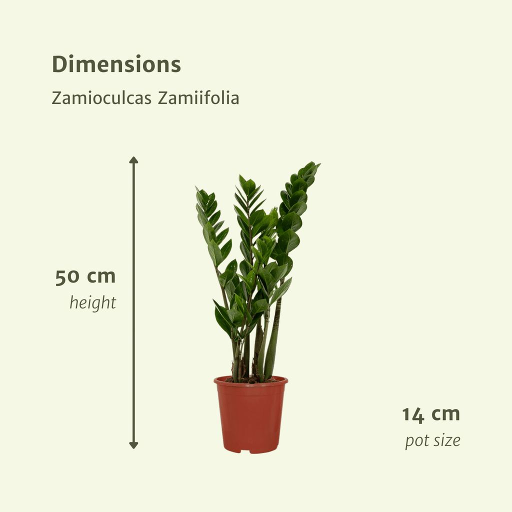 2× Zamioculcas zamiifolia (ZZ-plante) – Ø14 cm, 50 cm høj