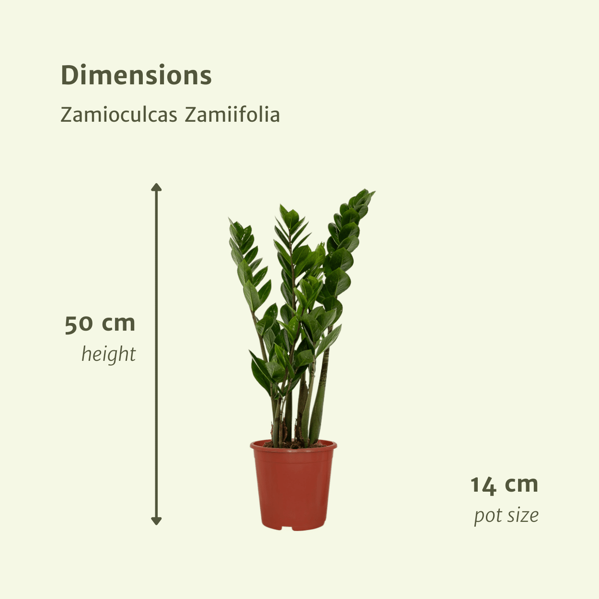 2× Zamioculcas zamiifolia (ZZ-plante) – Ø14 cm, 50 cm høj