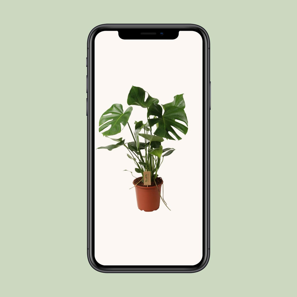Monstera deliciosa (gatenplant) – Ø21 cm, 60 cm hoog