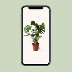 Monstera deliciosa (gatenplant) – Ø21 cm, 60 cm hoog