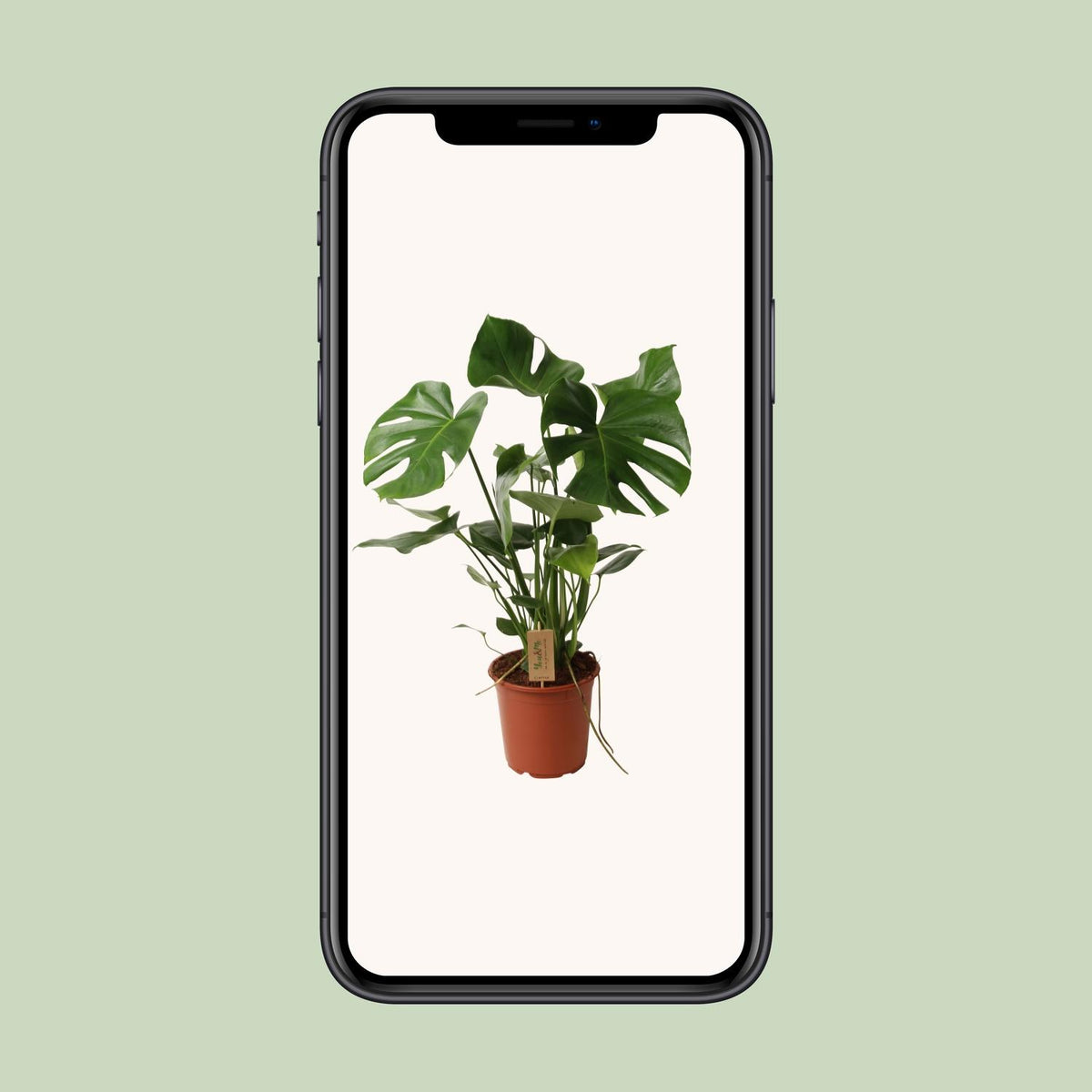 Monstera deliciosa (gatenplant) – Ø21 cm, 60 cm hoog