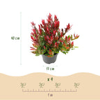 Leucothoe 'Little Flame' – rot – 2 Pflanzen, Ø 17 cm, 40 cm hoch