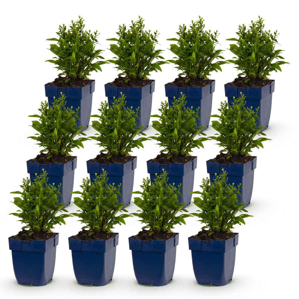 Aster 'Schneekissen' – weiß – 12 Pflanzen, Ø11 cm, 15–25 cm hoch – Bild 2