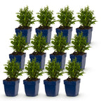 Aster 'Schneekissen' – weiß – 12 Pflanzen, Ø11 cm, 15–25 cm hoch