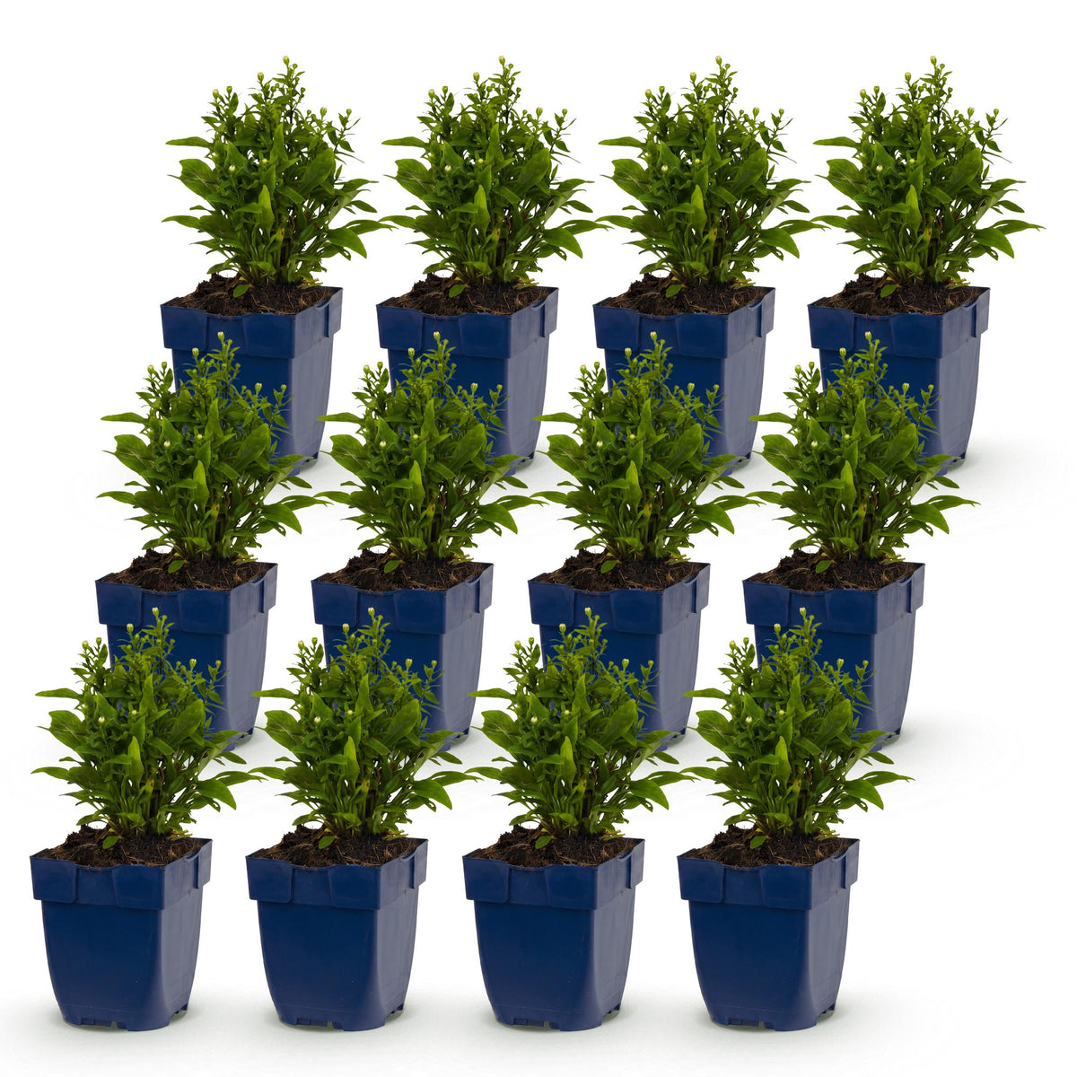 Aster 'Schneekissen' – weiß – 12 Pflanzen, Ø11 cm, 15–25 cm hoch – Bild 2