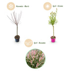 Salix 'Flamingo' (saule) – 4 plants, Ø17 cm, 70–80 cm de haut