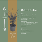 Miscanthus sinensis 'Zebrinus' (miscanthus à rayures) – 6 plants, Ø12 cm