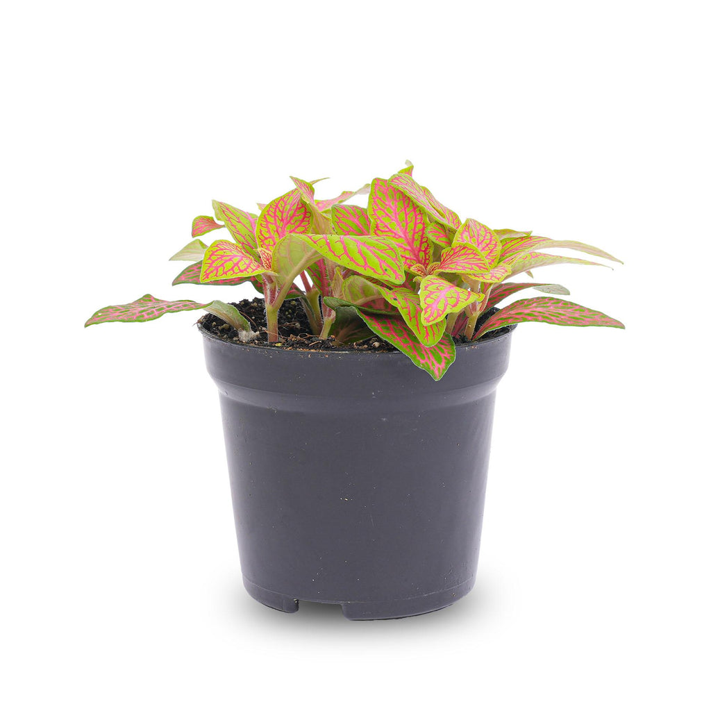 Fittonia Orange (Mosaikpflanze) – Ø8 cm