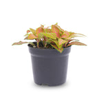 Fittonia Orange (Mosaikpflanze) – Ø8 cm