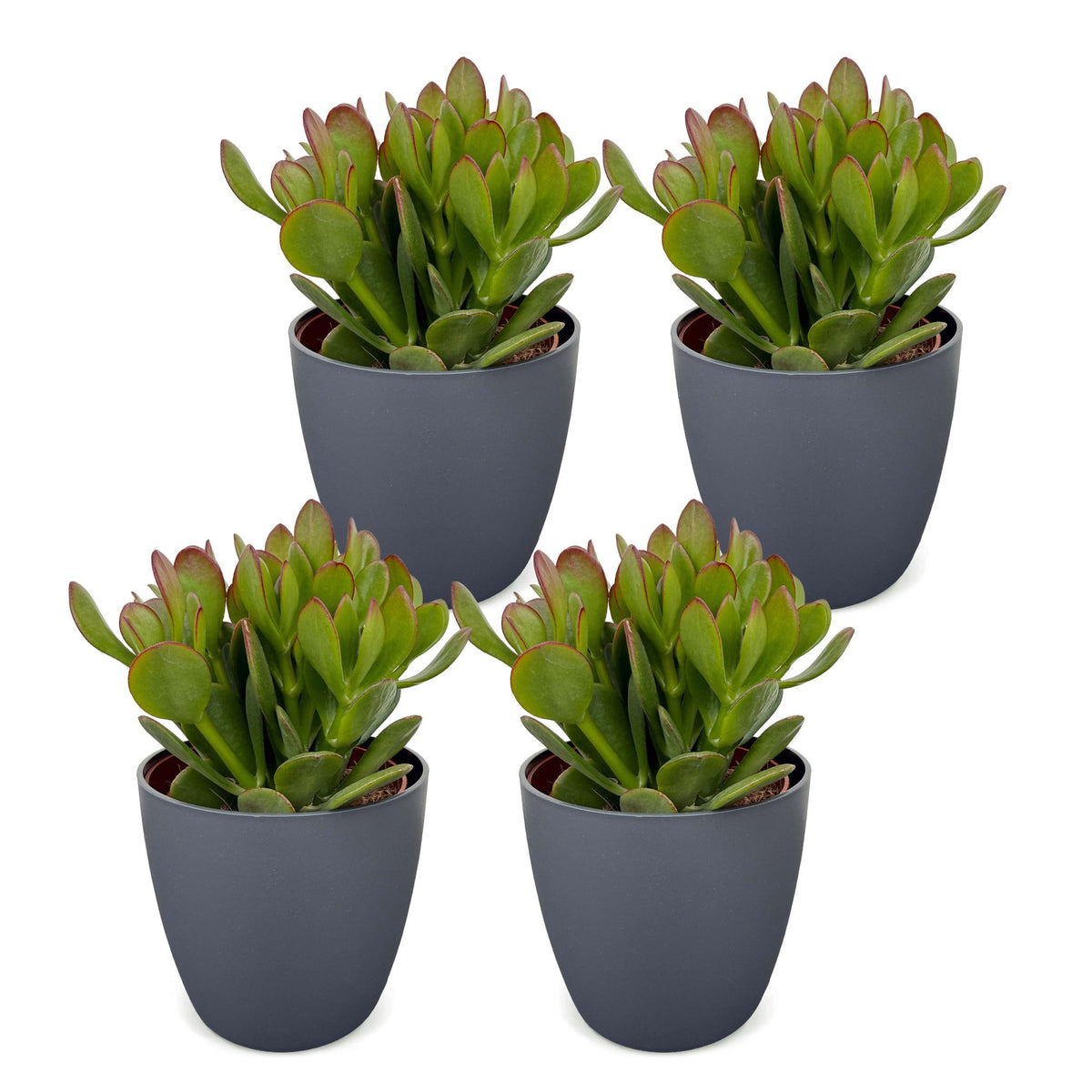 4× Crassula ovata (Jade-Pflanze) im grauen Topf – Ø 12 cm, 16 cm hoch – Bild 2