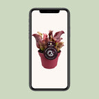 Sarracenia (plante-trompette) – Ø 12 cm, 20 cm de haut