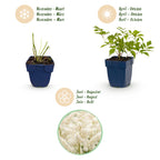 Astilbe 'Deutschland' (fjergræs) – hvid – 24 planter, Ø11 cm, 15–25 cm høj
