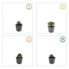 Potentilla tridentata 'Nuuk' (shrubby cinquefoil) – 12 plants, Ø9 cm, 10–25 cm high