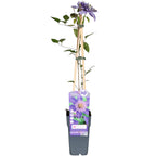 Clematis 'Multi Blue' (clematis) – Ø15 cm, 65 cm high