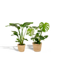Strelitzia nicolai (Monstera) med kurv selin – Ø19 cm, 85 cm høj