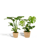 Strelitzia nicolai (Monstera) med kurv selin – Ø19 cm, 85 cm høj
