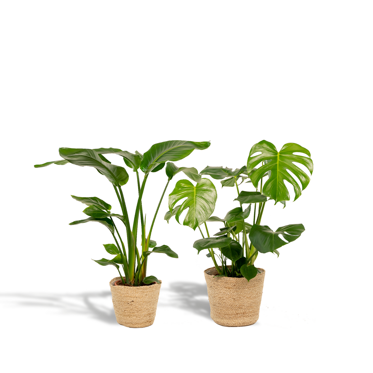 Strelitzia nicolai (Monstera) med kurv selin – Ø19 cm, 85 cm høj