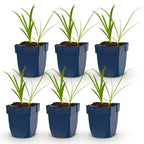 Agapanthus africanus 'Albus' (agapanthe africaine) – blanc – 6 plantes, Ø11 cm, 15–25 cm de haut