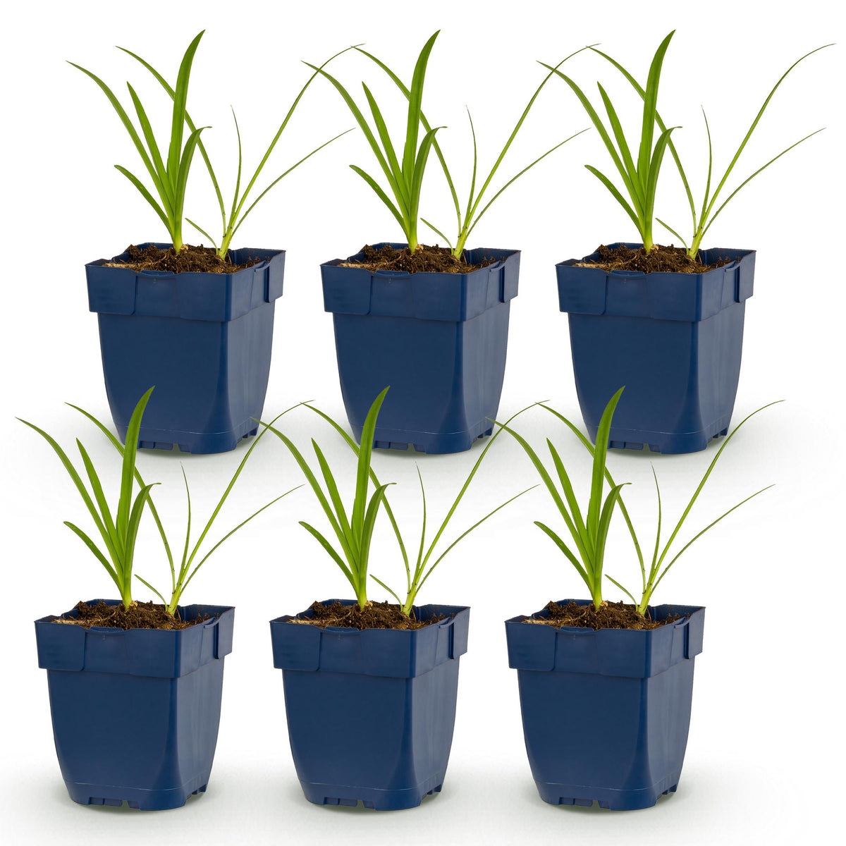 Agapanthus africanus 'Albus' (agapanthe africaine) – blanc – 6 plantes, Ø11 cm, 15–25 cm de haut – photo 2