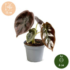 Alocasia Cuprea Red (oreille d'éléphant) – Ø6 cm, 12 cm de haut