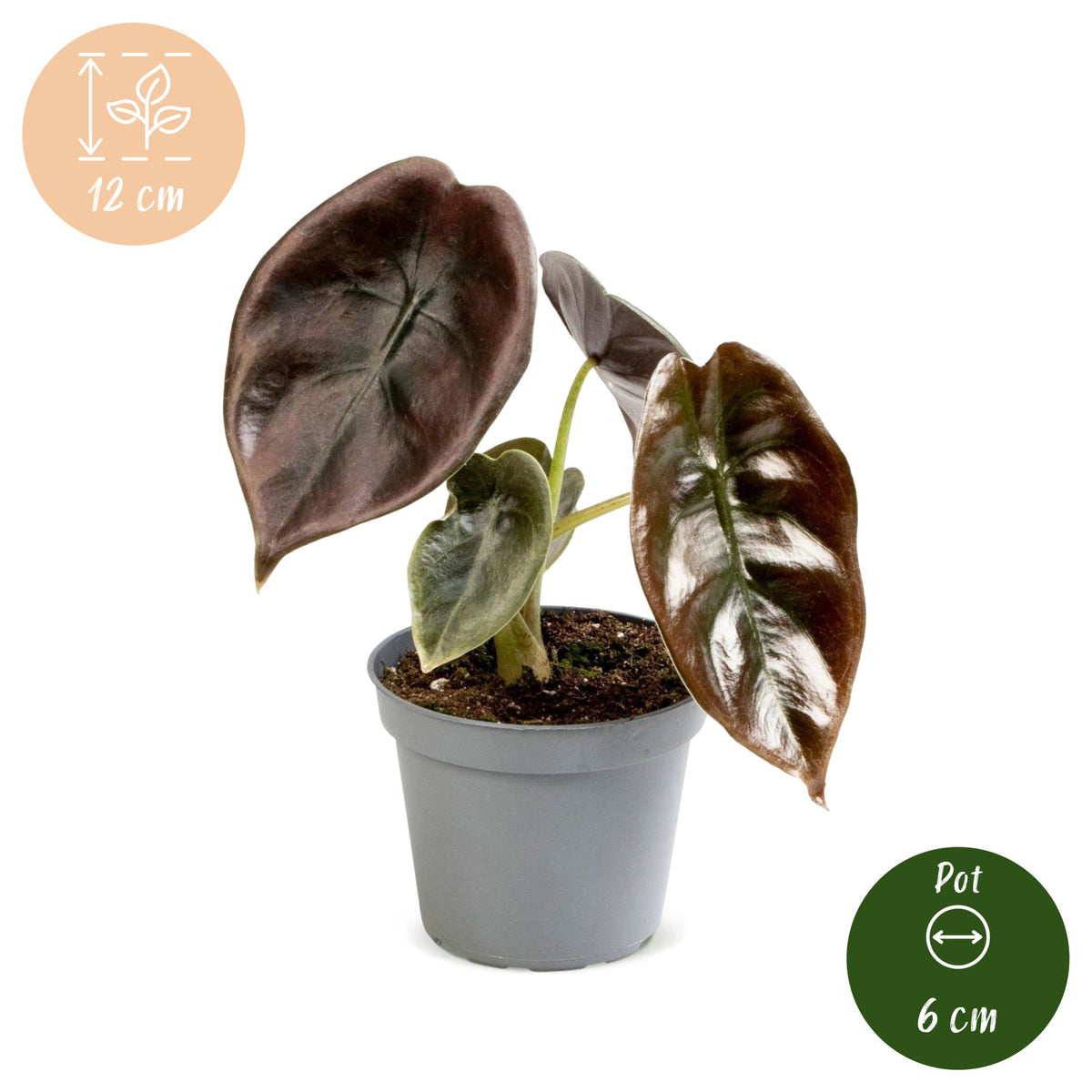 Alocasia Cuprea Red (oreille d'éléphant) – Ø6 cm, 12 cm de haut
