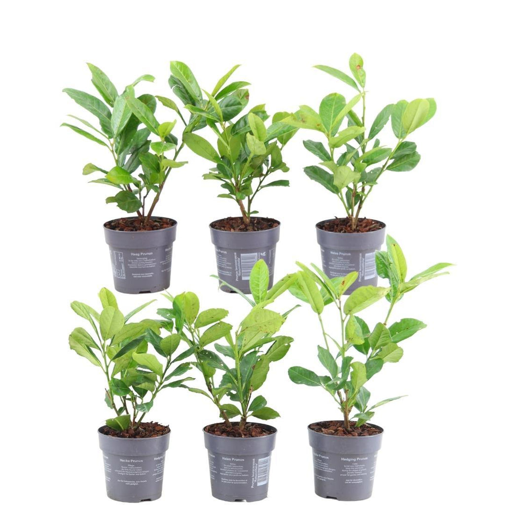 Prunus laurocerasus 'Rotundifolia' (cherry laurel) – 6 plants, 250 cm high