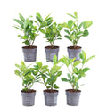 Prunus laurocerasus 'Rotundifolia' (cherry laurel) – 6 plants, 250 cm high